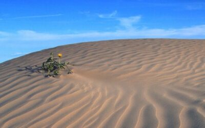 Fiori nel deserto